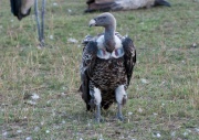 Ruppells Griffon Vulture_ANL_4126